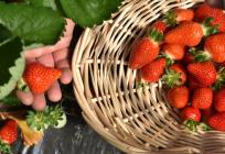 Vrgorac slavi svoju jagodu: Ovog petka Dan jagoda uz bogat program i domaće okuse