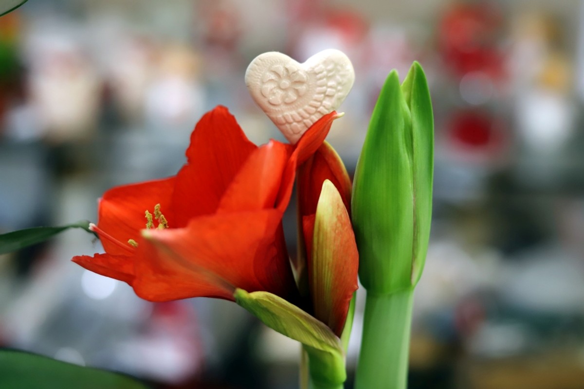 Cvjećarnica Ružica | Foto: Veljko Martinović