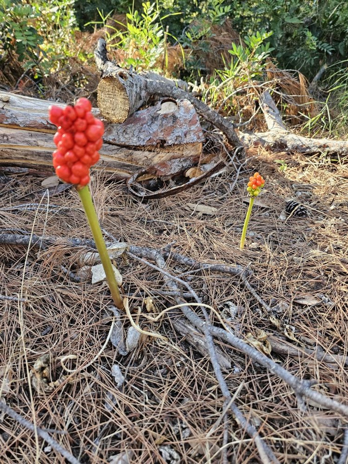 Kozlac na Marjanu | foto: Joško Jaković