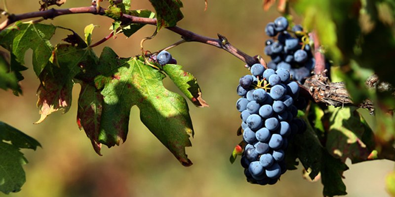 Zašto se suši vinova loza?