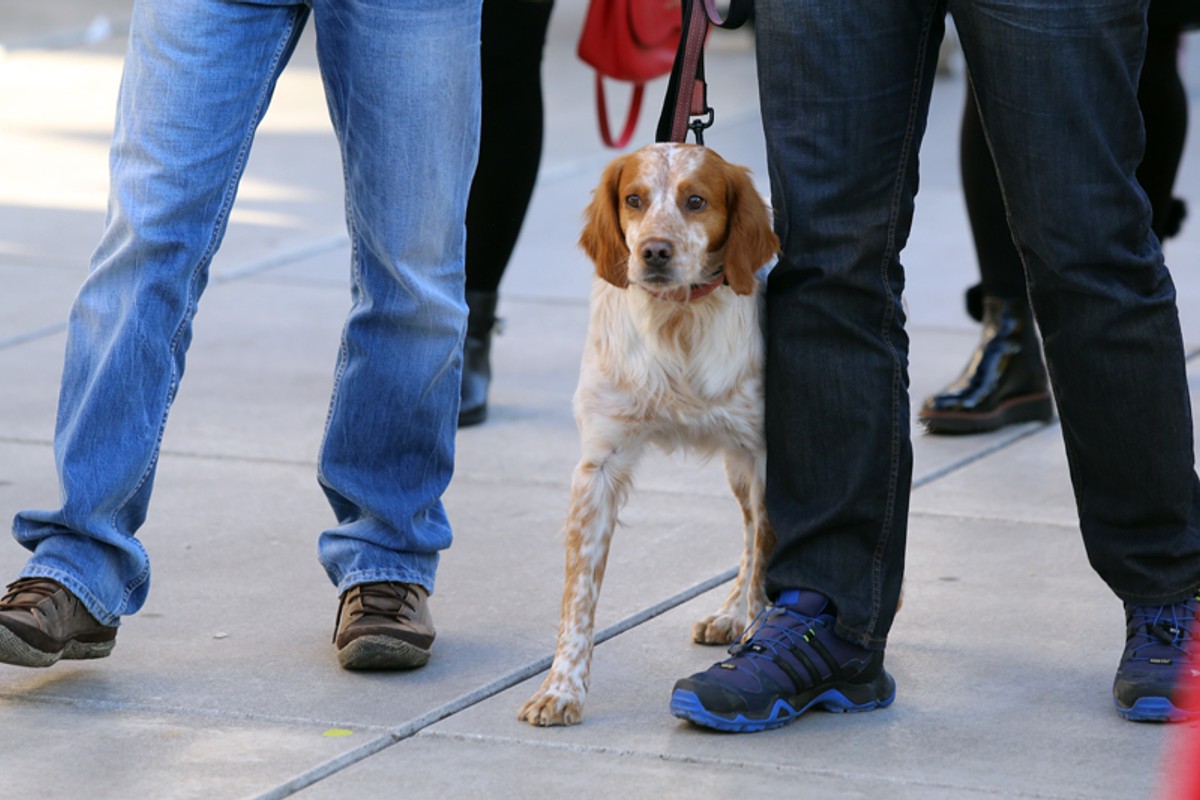 Riva - 27.12.2015. I Veljko Martinović