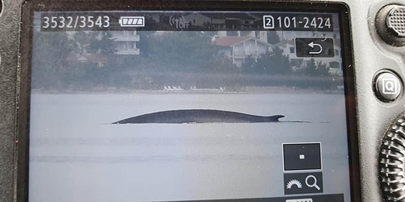 NAJVEĆI SISAVAC U JADRANU Pronašli 15-metarskog kita u Velebitskom kanalu 