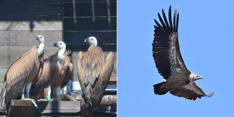 Ove subote obilježava se Međunarodni dan ptica strvinara