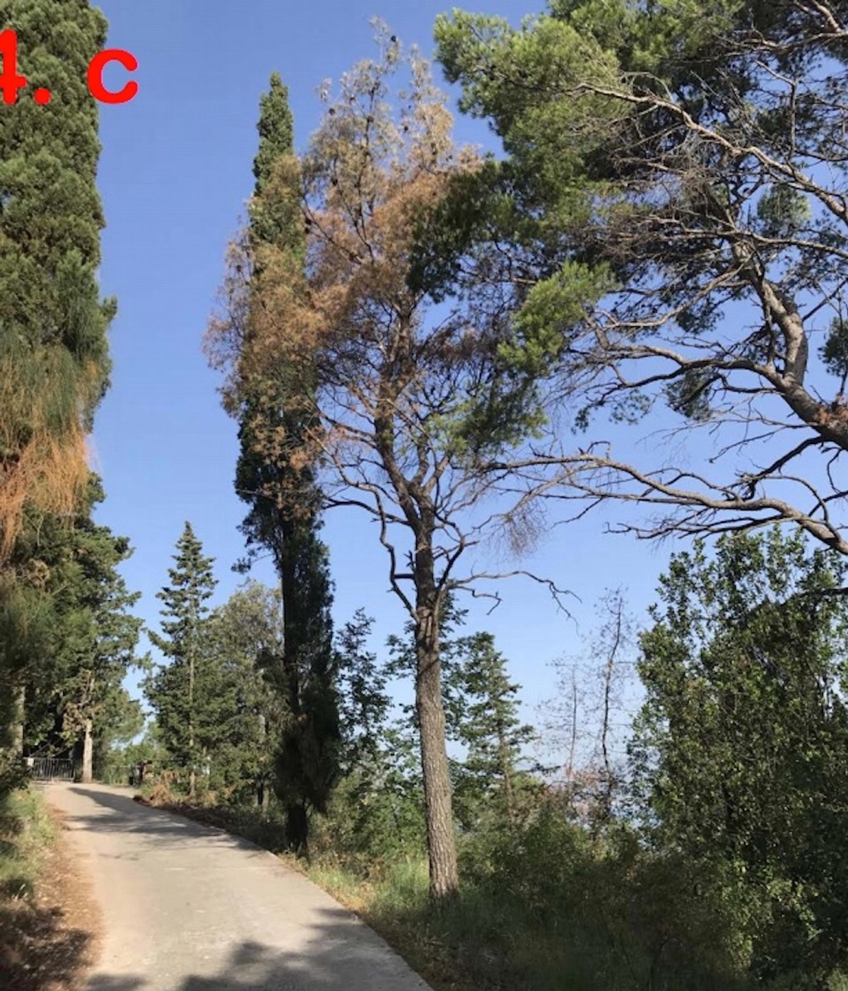 DR. SMODLAKA: Na Marjanu se nije ništa promijenilo samo se sada zatiranje zdravih borova odvija na puno podmukliji način