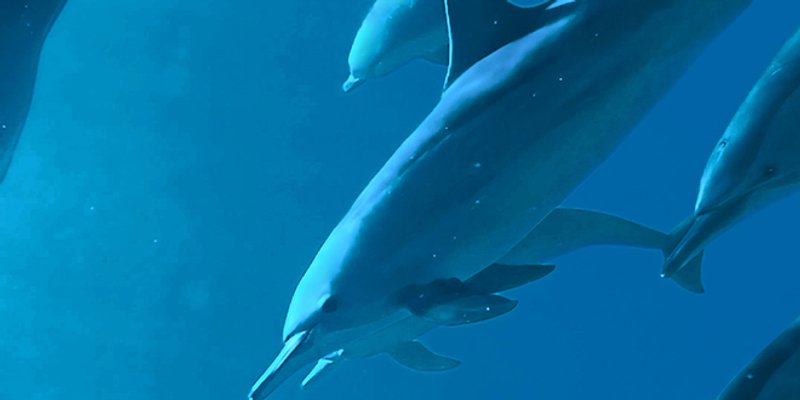 VIDEO Objavljen kratki dokumentarac 'Plivanje s dupinima'