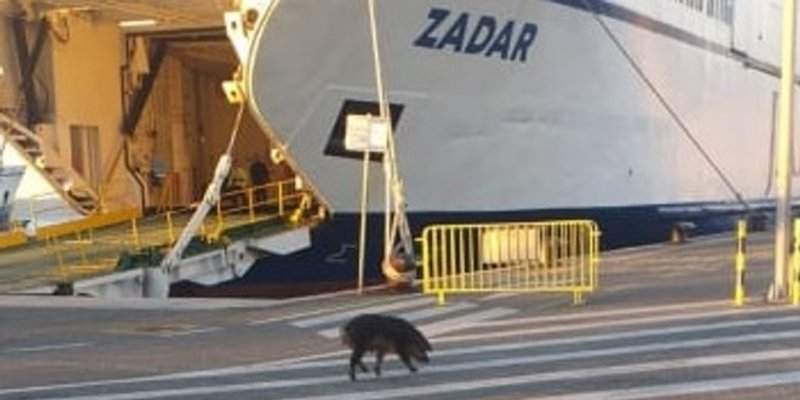 NEVJEROJATAN PRIZOR Splitskom Trajektnom lukom danas je šetao - vepar