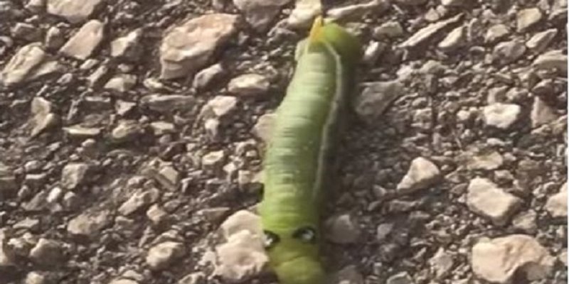 VIDEO: Crv kao iz crtića snimljen na Zenti u Splitu