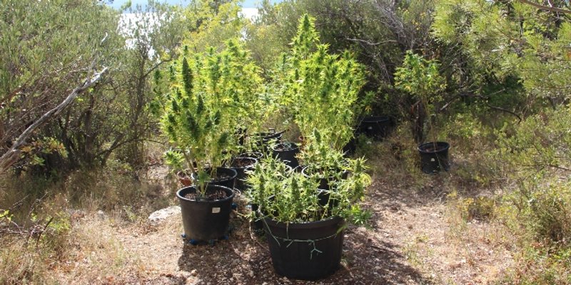PLANTAŽA KOD MAKARSKE Ženi pronašli 96 stabljika i više od 4,3 kilograma marihuane