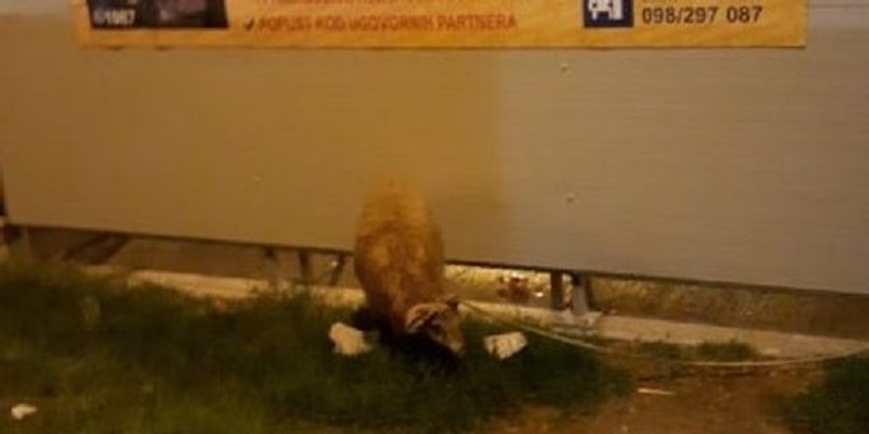 NEVJEROJATNO Zavezali ovcu kod autobusne stanice u Splitu