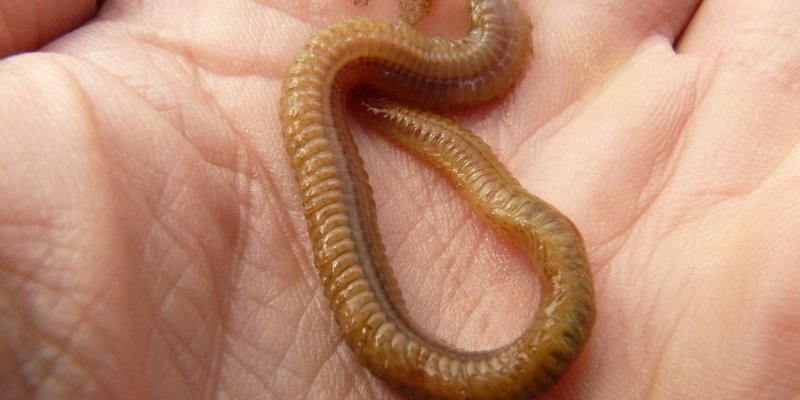 STAVIČNA AGONIJA 'Paraziti mi gmižu tijelom već 4 godine, ne mogu ih se nikako riješiti'