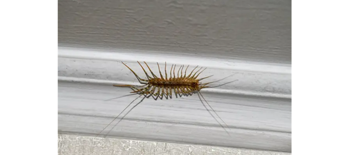 Višak vlage, bube u kući!