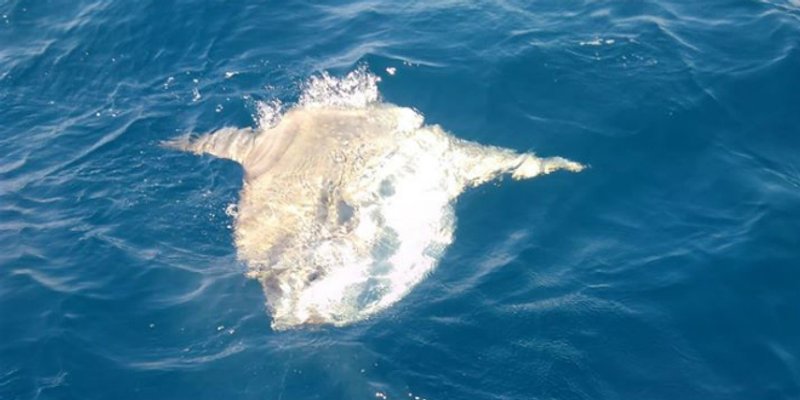 Ribari kod Rogoznice uhvatili ribu težu od 250 kilograma i pustili je u more