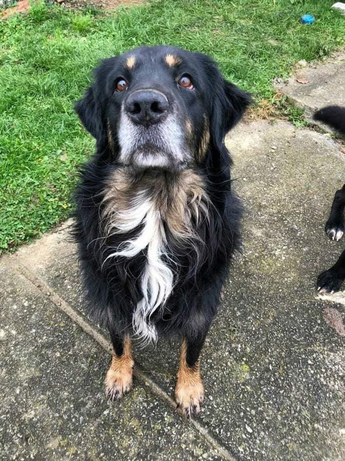 NEVJEROJATNA BEŠĆUTNOST Nepokretnom mladiću netko je ubio psa