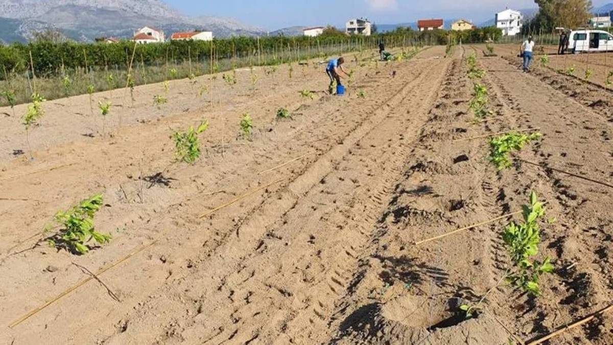 Na pokušalištu kod Opuzena postavljen novi nasad 24 sorte agruma 