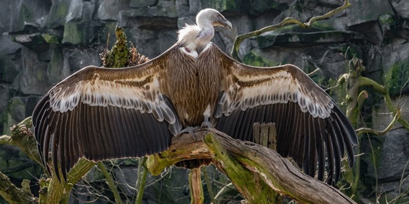 UGROŽENA VRSTA Hvarani spasili bjeloglavog supa visokog jedan metar
