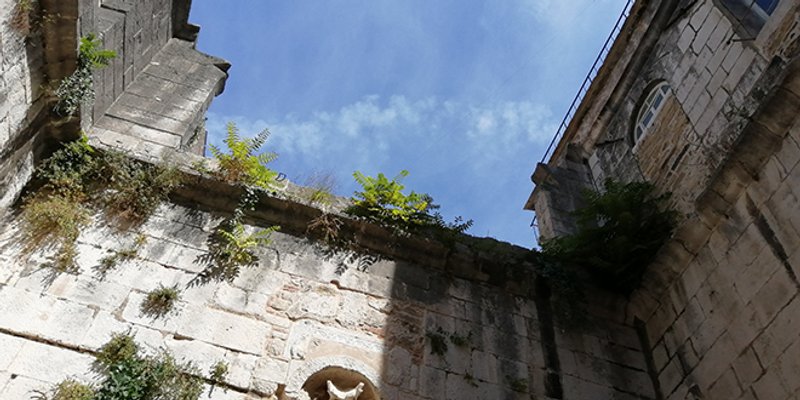 DR. JOŠKO KALILIĆ UPOZORAVA 'Agresivni i otrovni pajasen širi se Dioklecijanovom palačom'