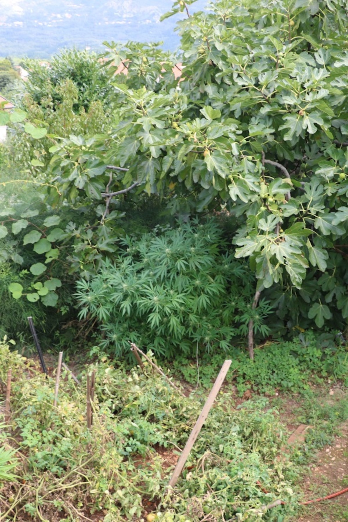 VEĆ SU GA PRIJAVLJIVALI Zasadio plantažu marihuane ispred kuće