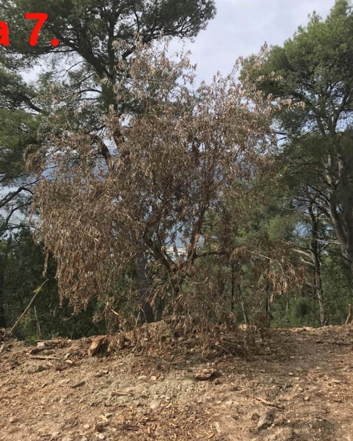 DR. SMODLAKA: Na Marjanu se nije ništa promijenilo samo se sada zatiranje zdravih borova odvija na puno podmukliji način