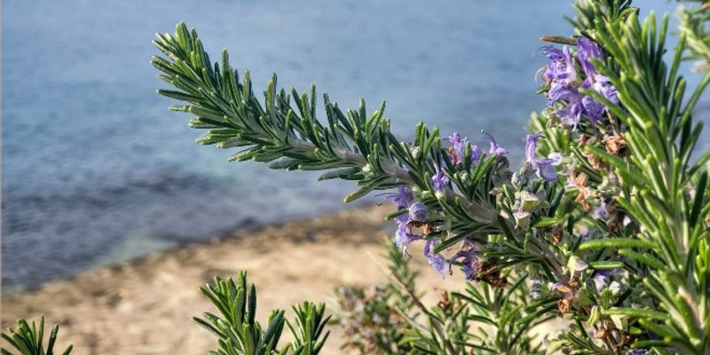 Ulje od ružmarina: 7 problema kod kojih ova nevjerojatna biljka može pomoći