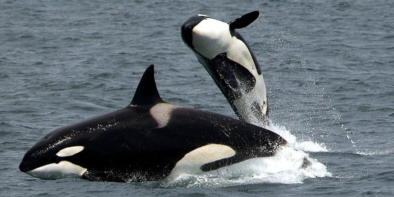 VIDEO Podivljale orke napadaju jedrilice!