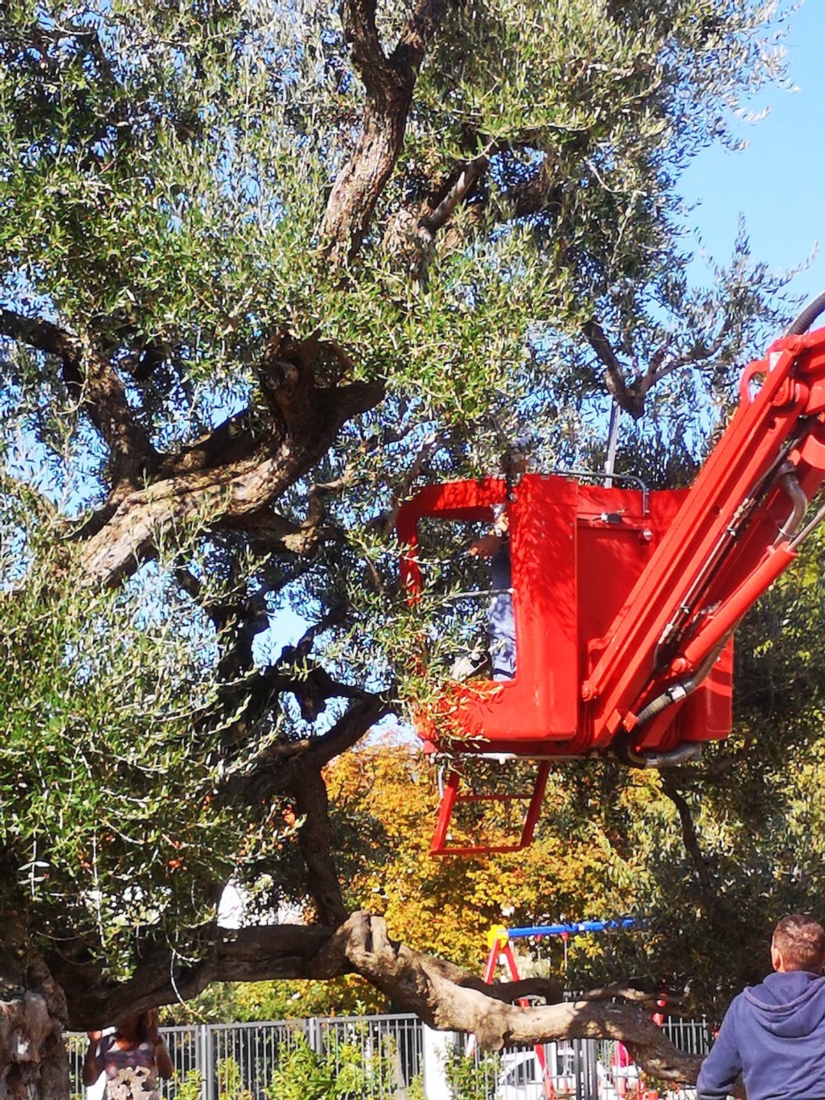 Stara stabla u Kaštelima
