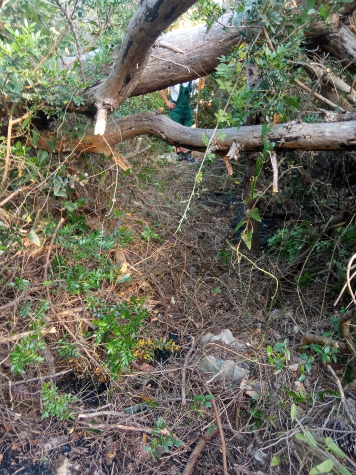 Uzimanje uzoraka na Benama