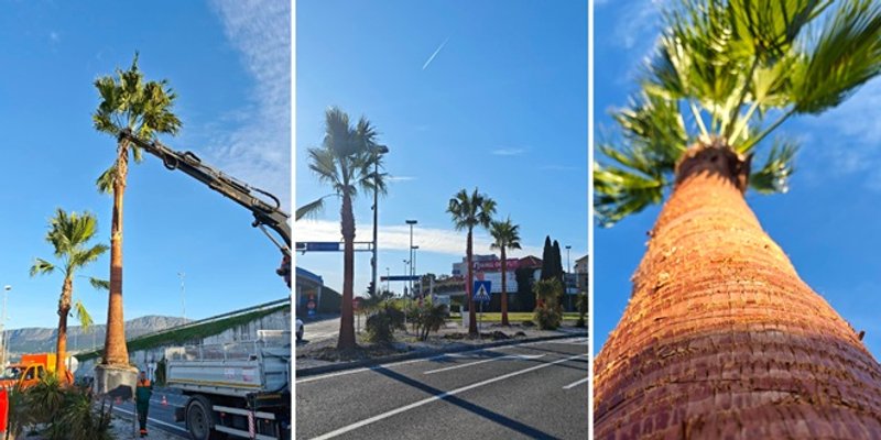 RADNA NEDJELJA Na raskrižju Poljičke i ZNG nikle su washingtonije