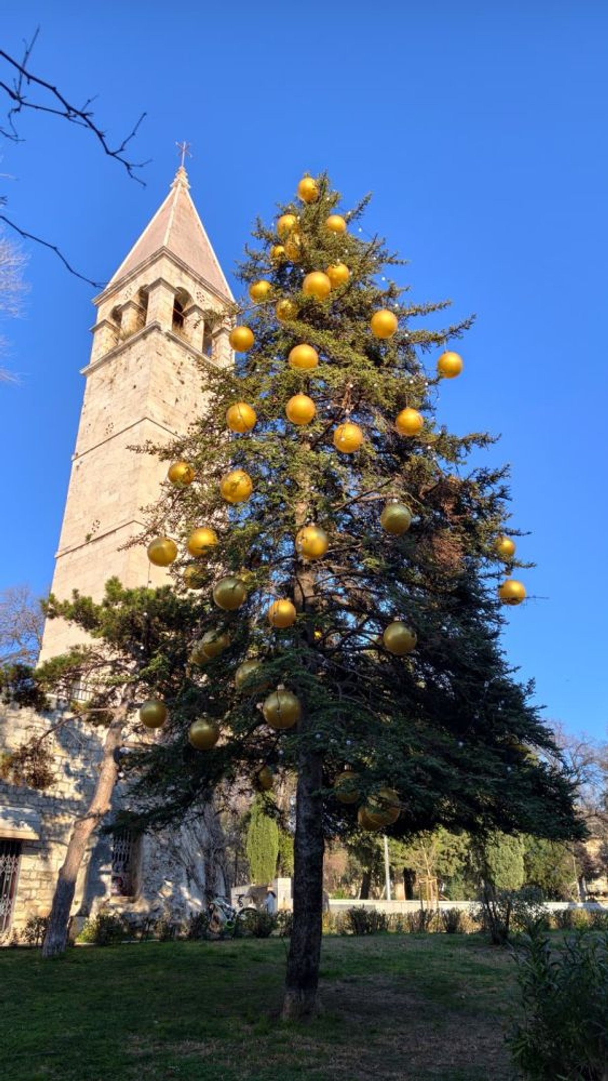 Bor u centru | foto: Joško Jaković