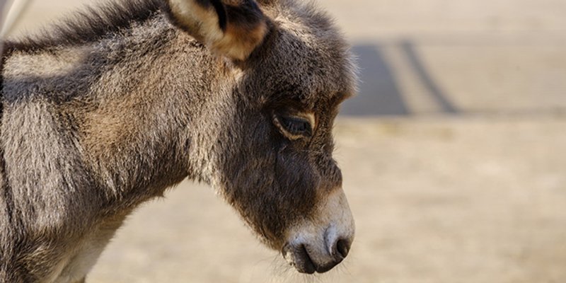 Magareće mlijeko: Zašto ga je dobro piti i koje probleme može spriječiti?