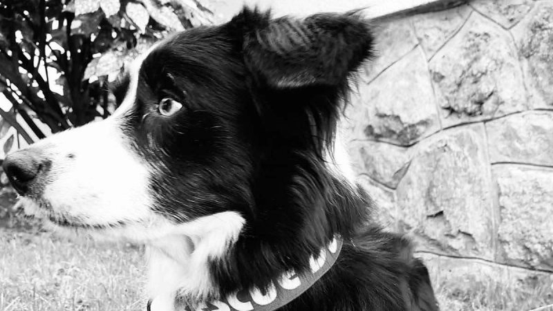 HGSS OBJAVIO TUŽNU VIJEST 'Napustila nas je naša Tara'