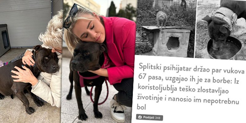 Sve zbog jednog psa