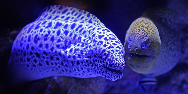 Sve ribe Jadrana na jednom mjestu-njih 456