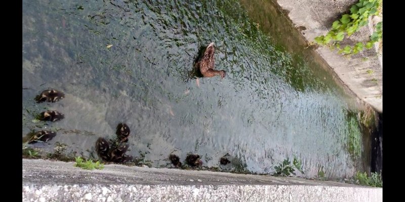 VIDEO Mama patka i 11 pačića u potočiću Radoševac