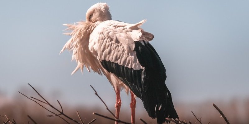 Klepetan se ipak vratio Malenoj!