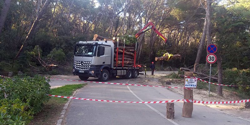 Firma koja sječe stabla na Marjanu će i otkupiti drvnu masu