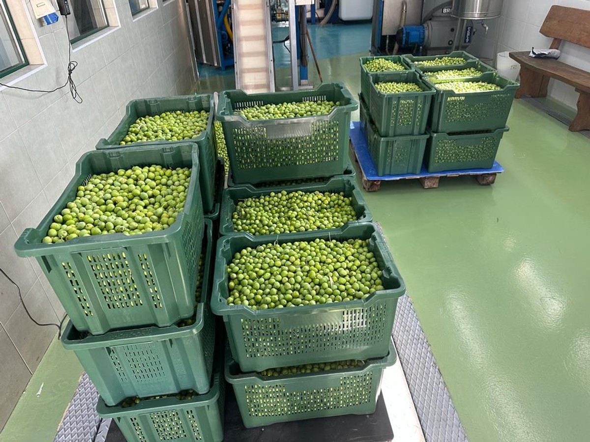 Uljara Orgula u Marušićima sezonu prerade započinje udvostručenim kapacitetima