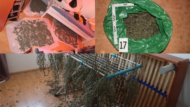 PAO PLANTAŽER Kod Slovenca u Umagu policija pronašla više od četiri kilograma marihuane