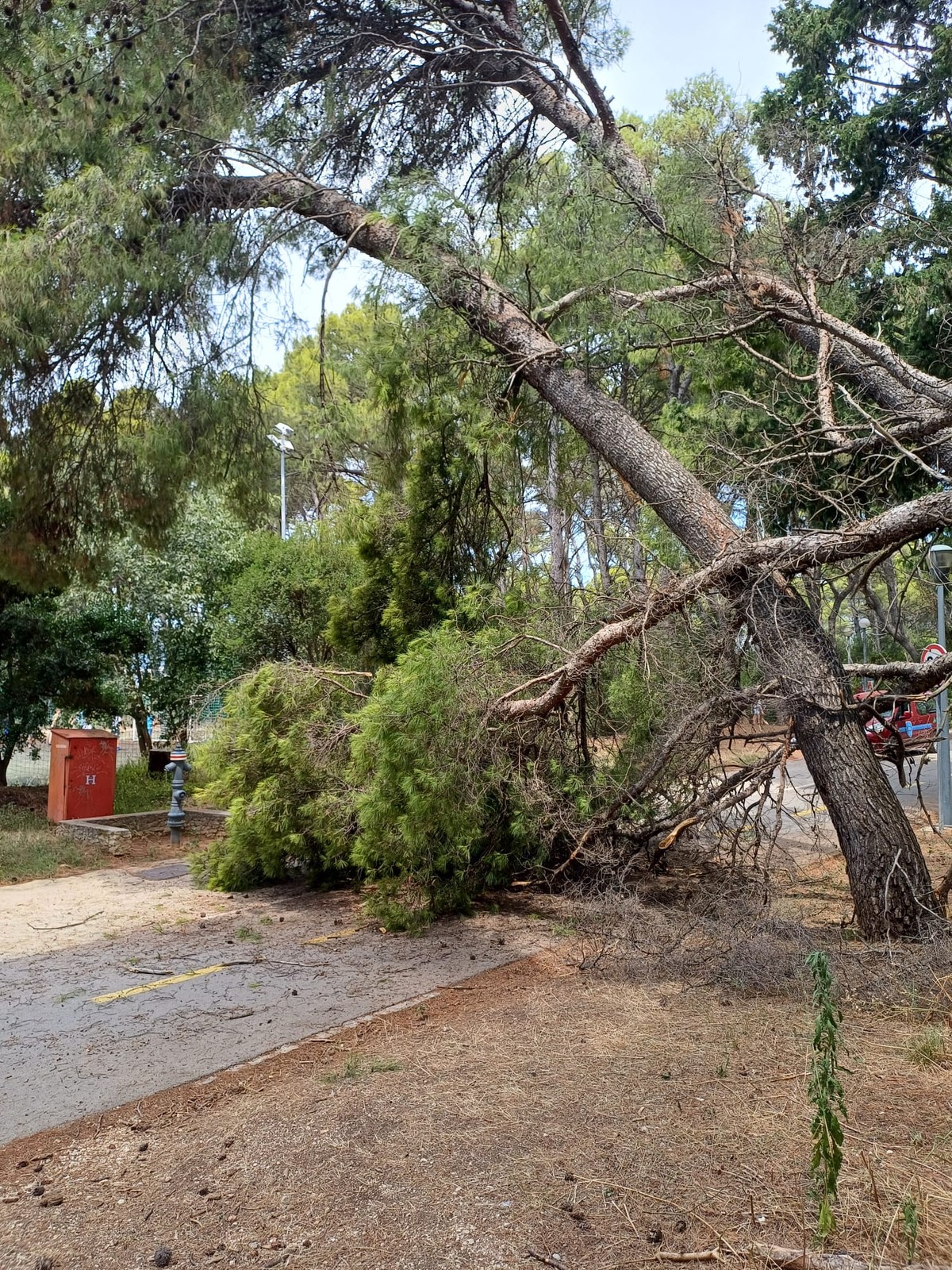 MARJAN Polomio se bor i pao na cestu