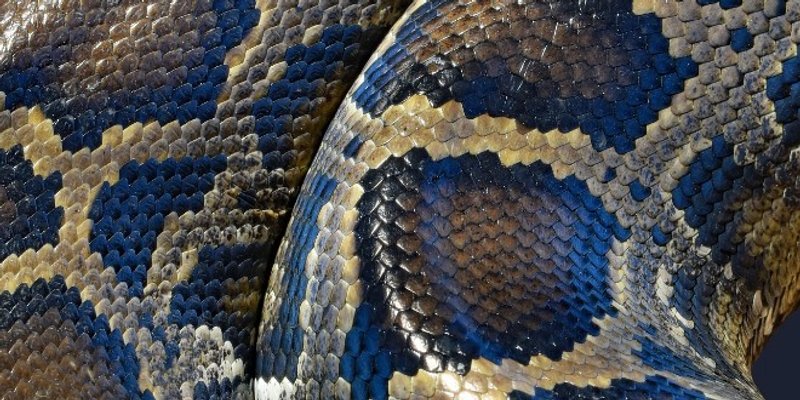 VELIKA POTRAGA: Nestala pitonka Zoe, presvukla je kožu i sprema se za večeru