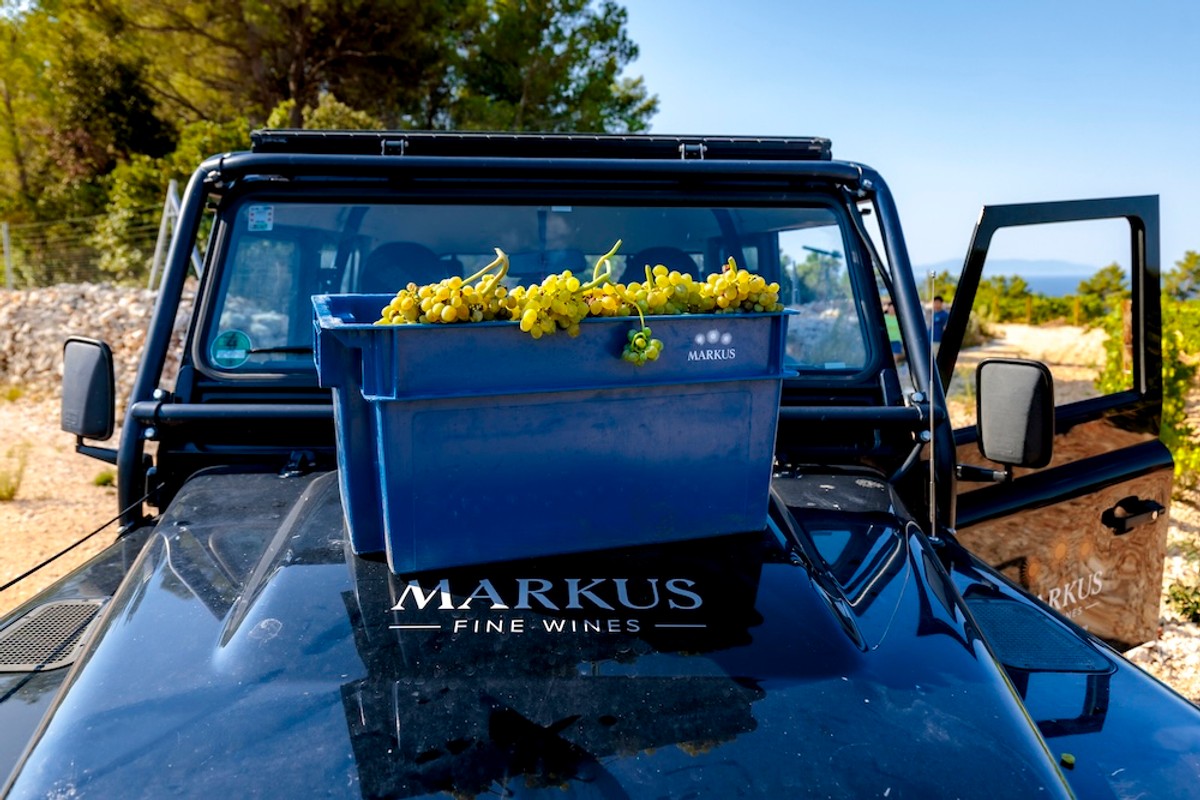 FOTO Vinarija Markus odradila je prvu berbu na Šolti: Kadrovi su impresivni