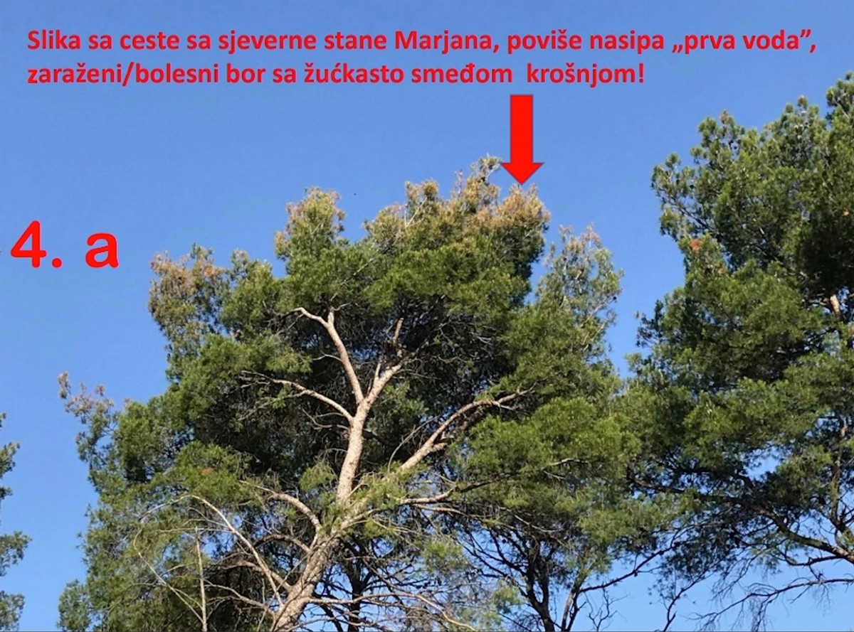 DR. SMODLAKA: Na Marjanu se nije ništa promijenilo samo se sada zatiranje zdravih borova odvija na puno podmukliji način