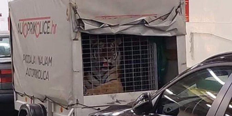 NEVJEROJATAN PRIZOR Tigar na Jadrolinijinom trajektu, doznali smo detalje