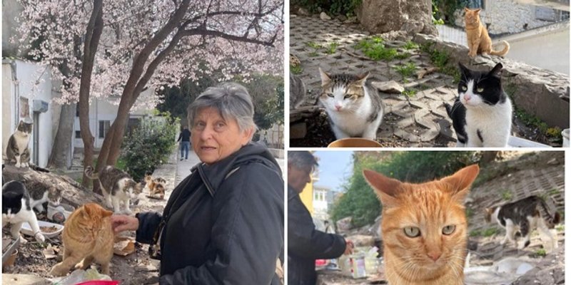 Umirovljena profesorica preuzela brigu o čoporu mačaka u Marmontovoj, nakon što su preminuli njegovi prethodni 'skrbnici'