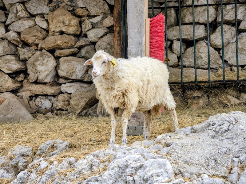 FOTO/VIDEO Zoološki vrt Split slavi 100 godina: Najavljena obnova i novi sadržaji za posjetitelje