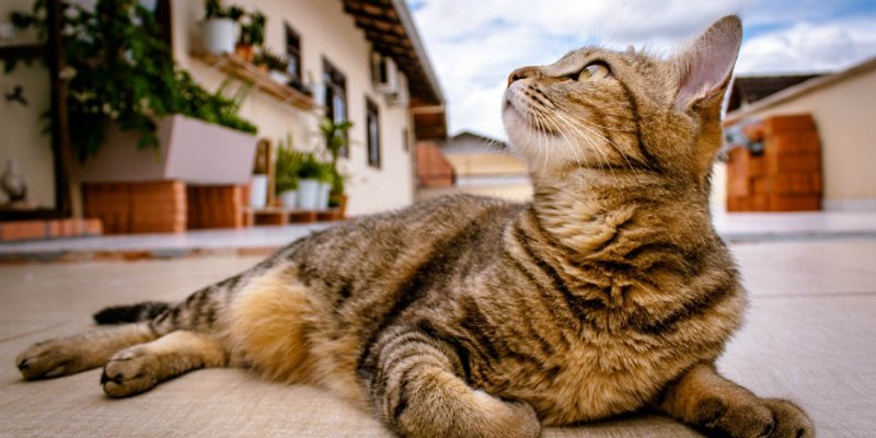 JESTE LI ZNALI? Danas je Međunarodni dan mačaka