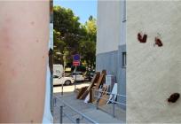 Stanari traže pomoć zbog najezde stjenica u splitskom kvartu: 'Puni smo ugriza'