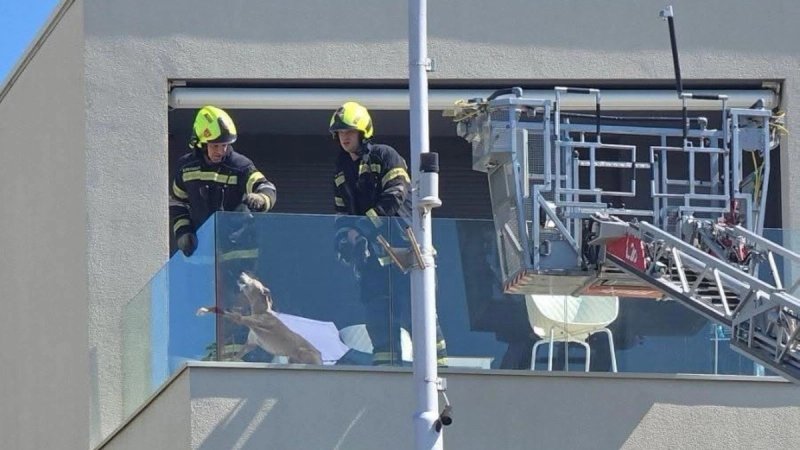 Nesvakidašnja vatrogasna intervencija, spašen pas!