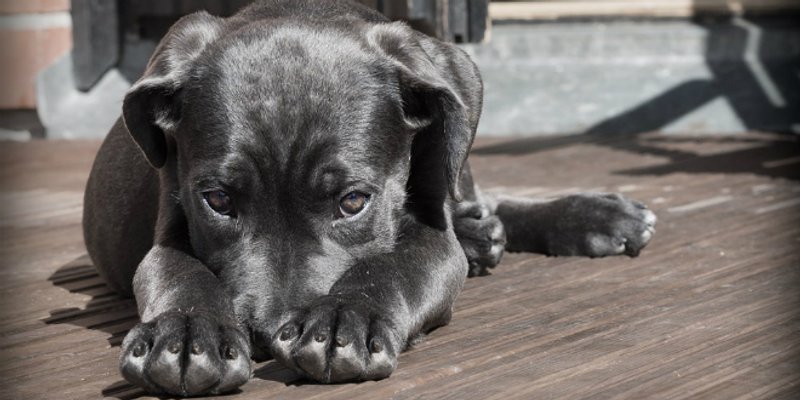 Javile se žene koje su ostavile štence da uginu u vrećici: 'Htjele smo napraviti dobro djelo'