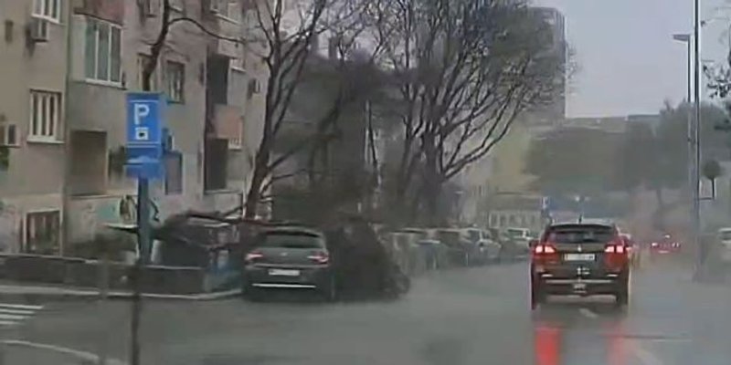 VIDEO Nevjerojatna scena u Splitu, snimljen trenutak pada stabla