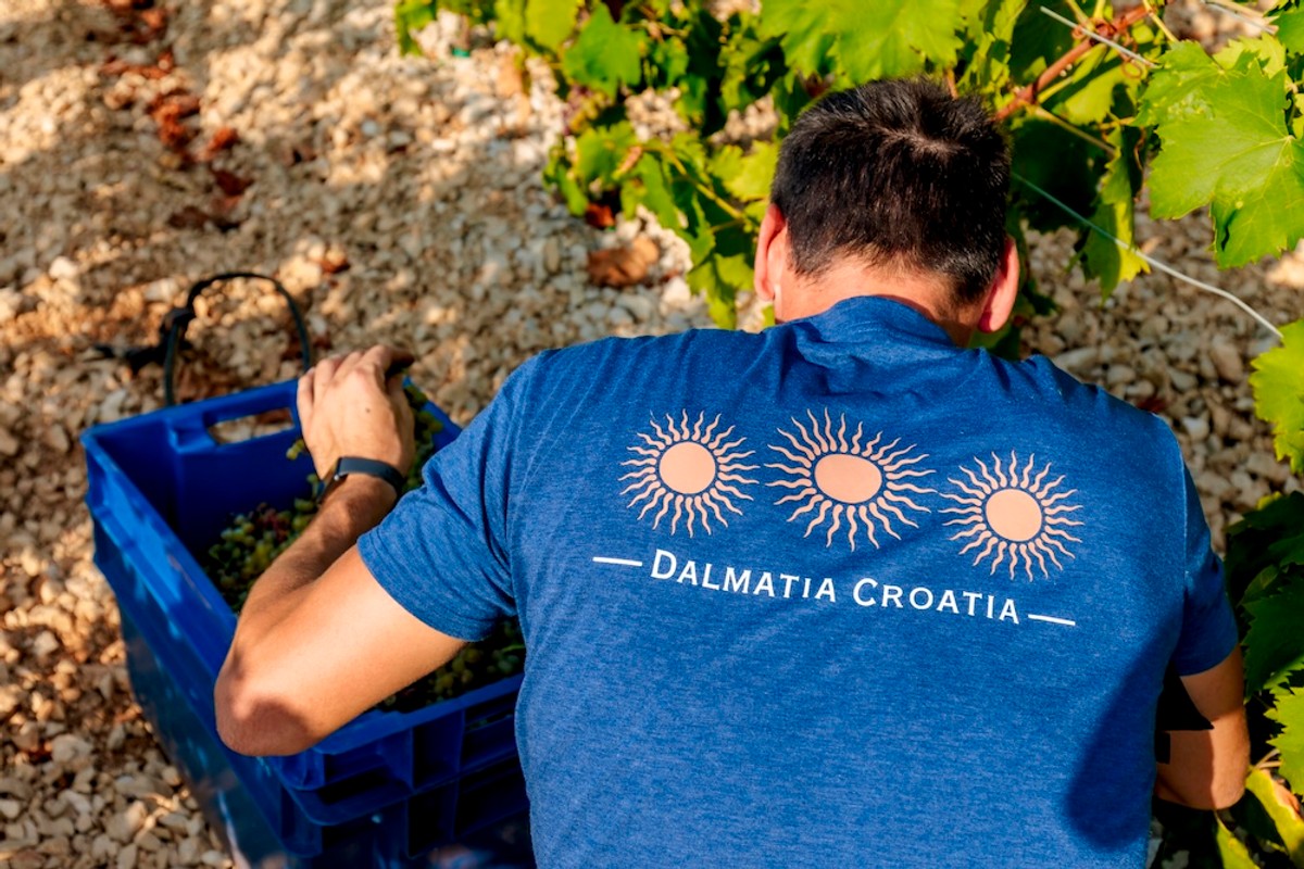 FOTO Vinarija Markus odradila je prvu berbu na Šolti: Kadrovi su impresivni